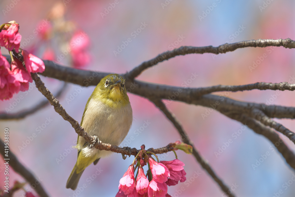 Pink flowers and small green birds with white eyes Pink flowers and small green birds with white eyes