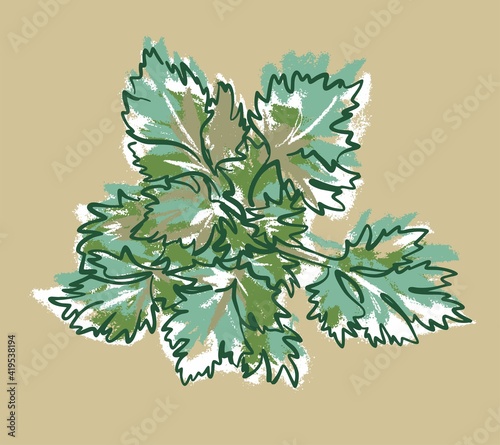 The bush of the Parsley plant. Leaves on top. Illustration sketch on an isolated background, vector.