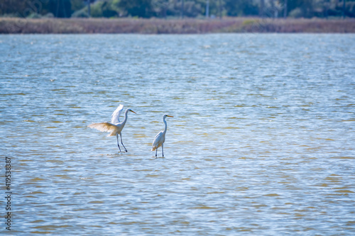 Two white herons stands in the lake