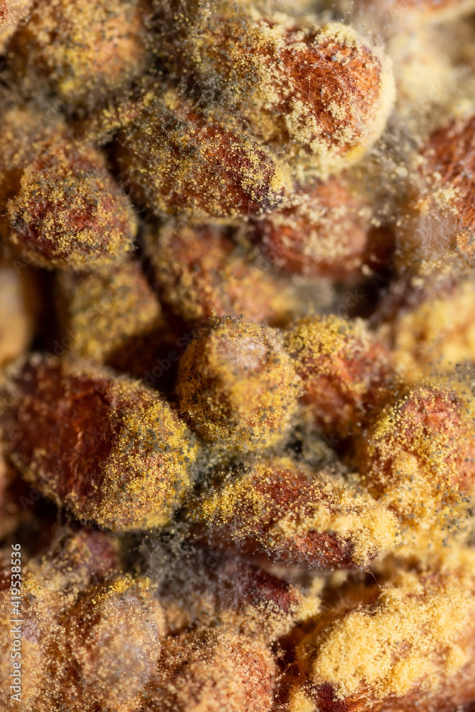 The background is mold on pine nuts macro. The background is mold on pine nuts macro.