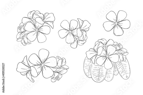 Frangipani or plumeria exotic summer flower. Engraved frangipani set isolated in white background. Outline vector illustration