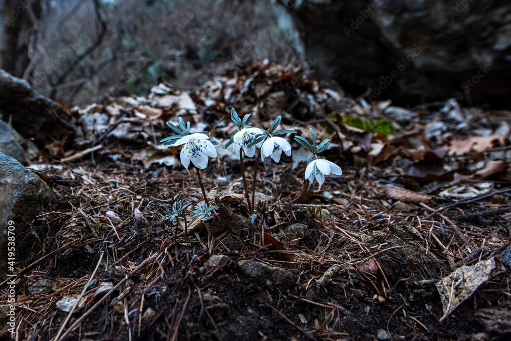 The beautiful and pretty Eranthis Byunsanensis,wind flower in the wild field.
The beautiful and pretty Eranthis Byunsanensis,wind flower in the wild field.