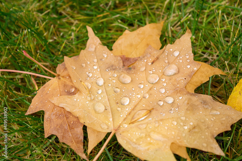 autumn leaf with dew
