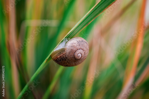 snail on a leaf