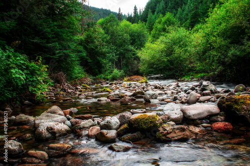 stream in the forest