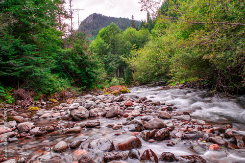 river in the forest