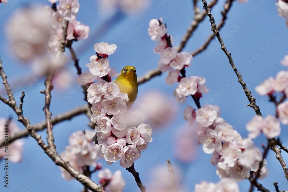 white eye on the plum flower tree white eye on the plum flower tree
