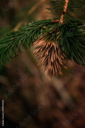 branch of a pine