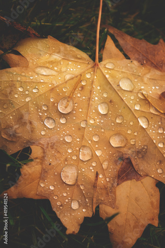 autumn leaves with water drops
