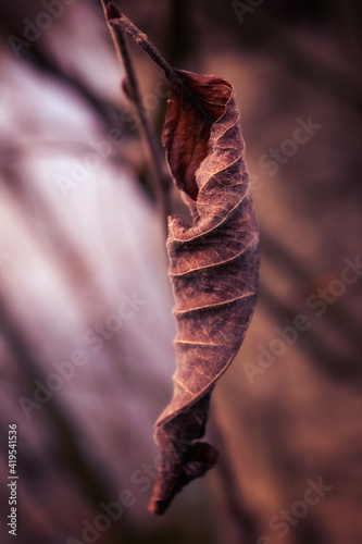 close up of a leaf