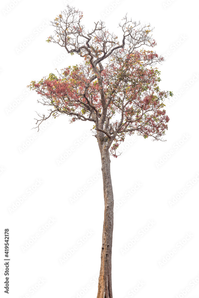 Obraz premium Tree isolated on white background