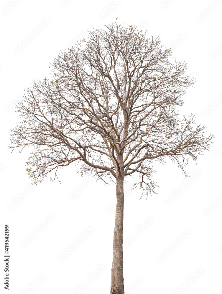 Branch of dead tree with clipping path isolated on white background. Branch of dead tree with clipping path isolated on white background.