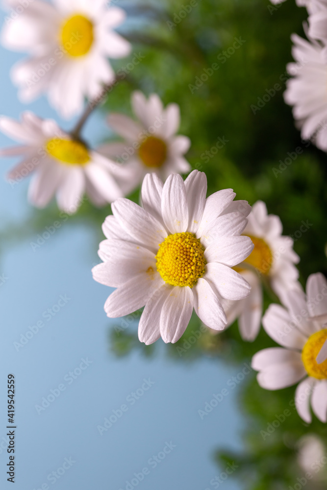 Obraz premium Fresh bouquet of daisies. Close-up. Background and texture.