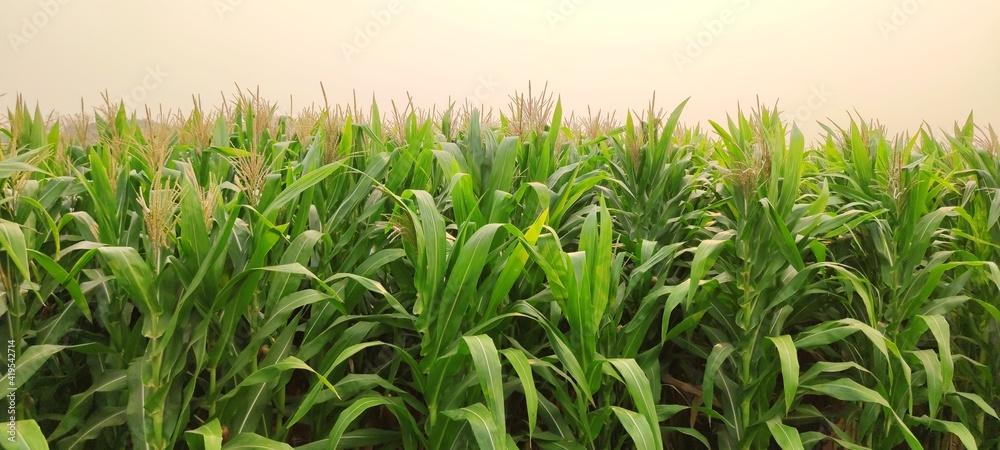 Obraz premium corn plantation