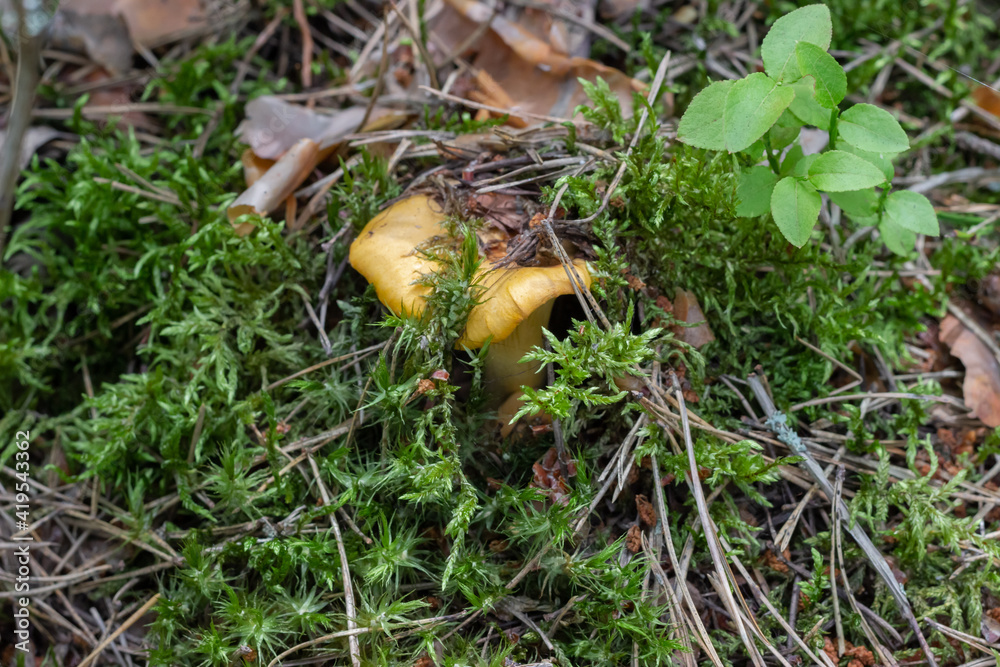Small red chanterelle mushrooms hide in moss, fallen needles and