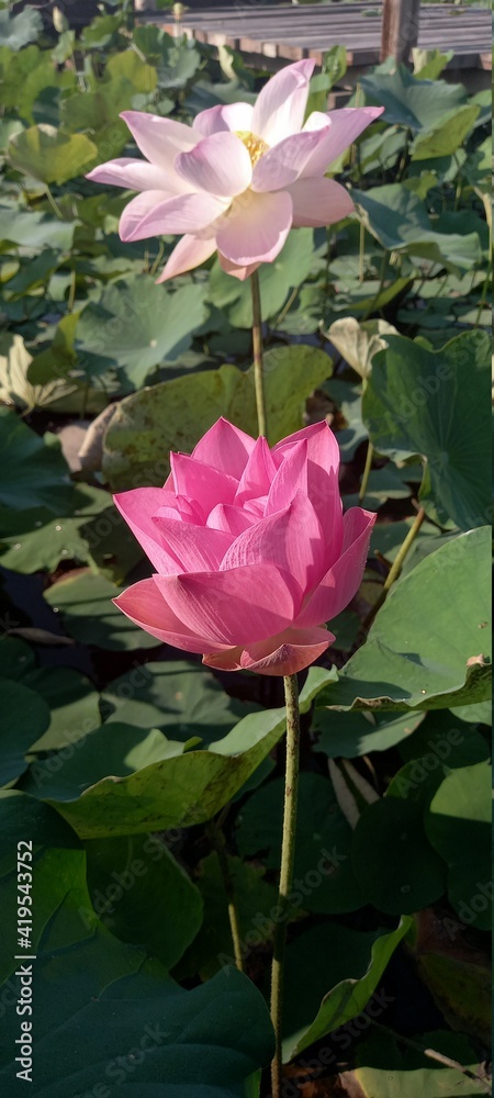 The pink lotus flower that blooms in the morning has a contrasting color with the green lotus leaf behind it, creating the beauty that nature creates