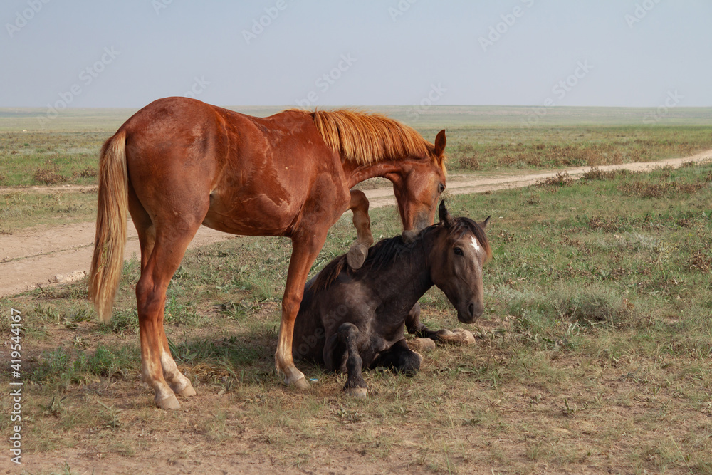 Two horses in the steppe. Romantic plot Two horses in the steppe. Romantic plot