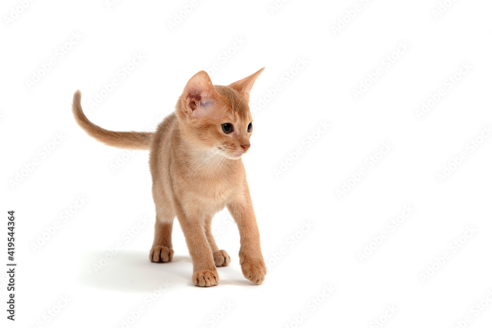 Abyssinian ginger cat crouched on a white background