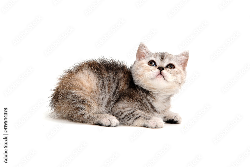 Obraz premium A purebred tabby kitten lies on a white background