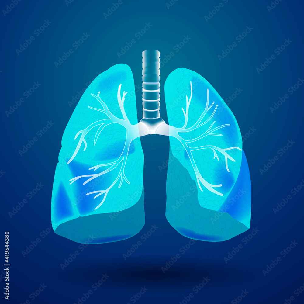 3D illustration Respiratory system, lungs medical graphic in blue 3D illustration Respiratory system, lungs medical graphic in blue