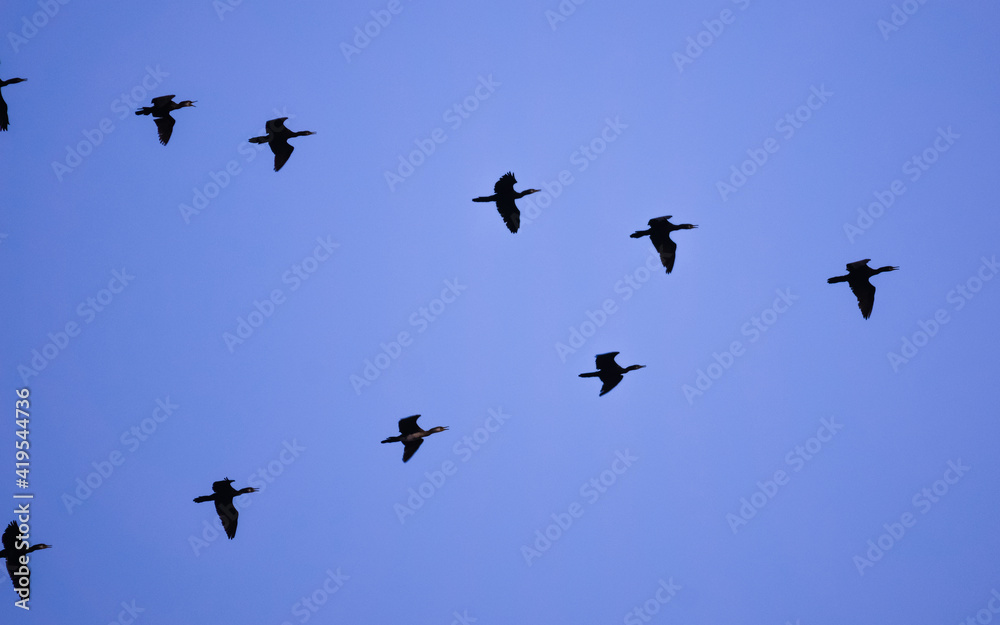 Migratory flock of gees flying as v formation in a clear blue sky