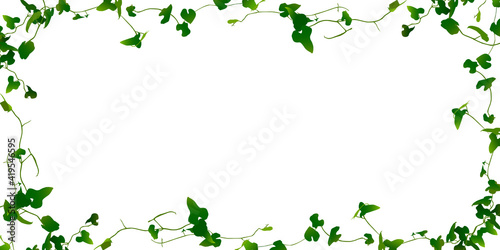 シダ　植物　フレーム　背景