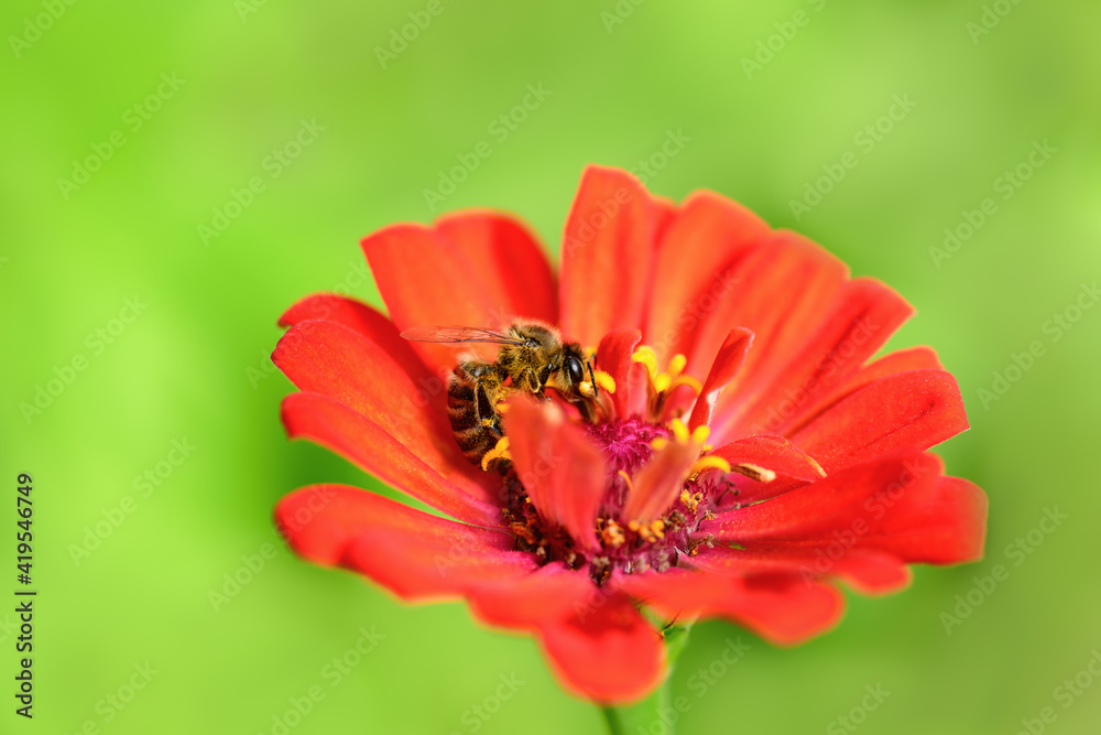 Bee and flower. Close up of a large striped bee collecting pollen on a red flower on a Sunny day on a green background. A bee collects honey. Summer and spring backgrounds Bee and flower. Close up of a large striped bee collecting pollen on a red flower on a Sunny day on a green background. A bee collects honey. Summer and spring backgrounds