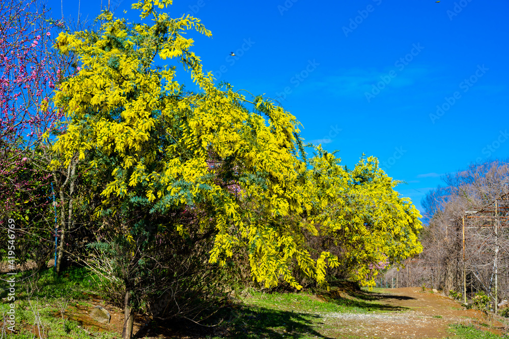 Naklejka premium ミモザ