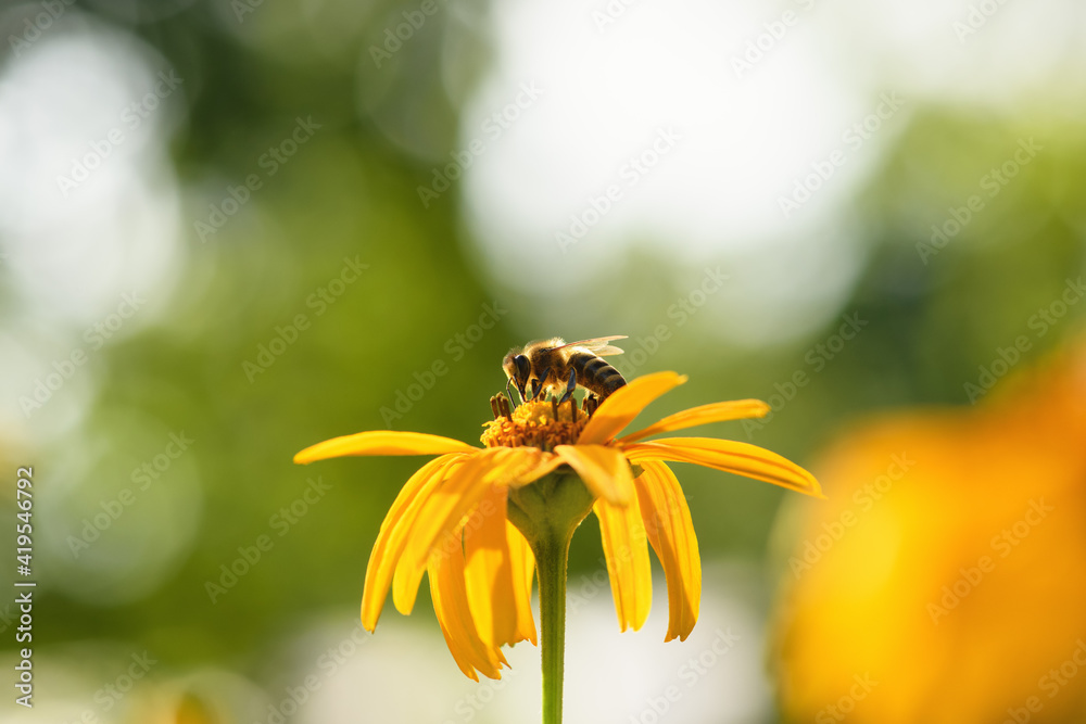 .Bee and flower. Close up of a large striped bee collecting pollen on a yellow flower on a Sunny day on a green background. A bee collects honey. Summer and spring backgrounds .Bee and flower. Close up of a large striped bee collecting pollen on a yellow flower on a Sunny day on a green background. A bee collects honey. Summer and spring backgrounds