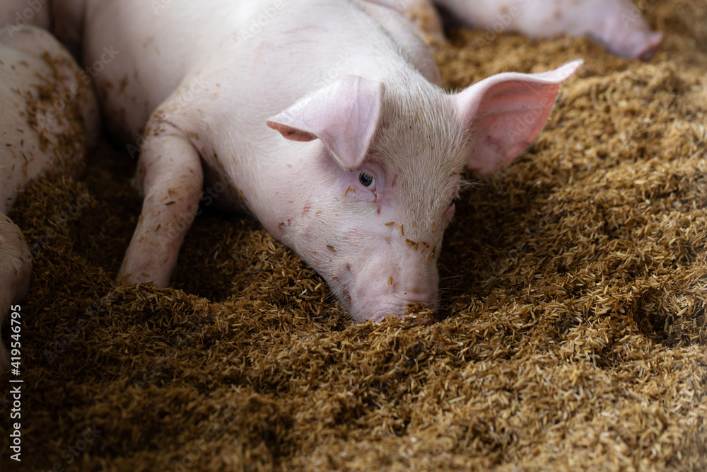 Lovely pig in organic rural farm agricultural. Livestock industry Lovely pig in organic rural farm agricultural. Livestock industry