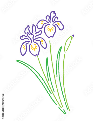                                                 Hand-drawn illustration of iris flower