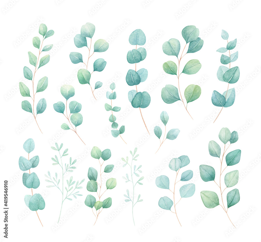 Watercolor eucalyptus hand-painted set isolated on white background. Watercolor green leaves, brunches for wedding invitations, greeting cards, design. 