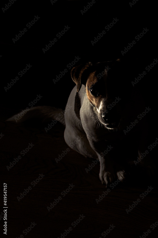 Naklejka jack russel terrier dog on black background with low key effects
