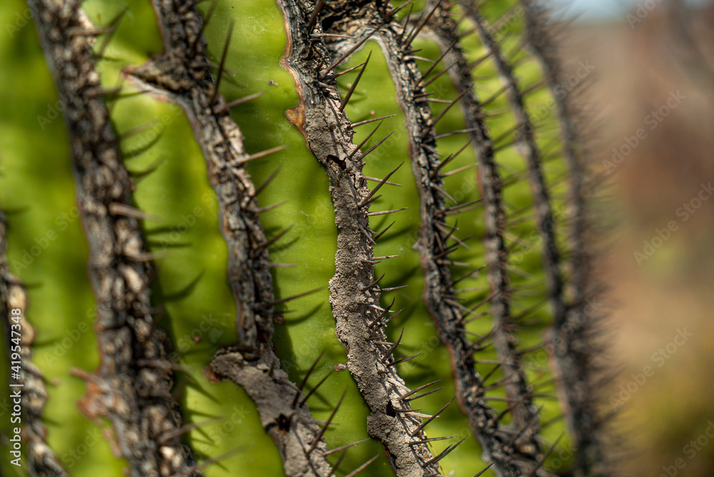 close up shot of the thorns of a cactus cactaceae green color
