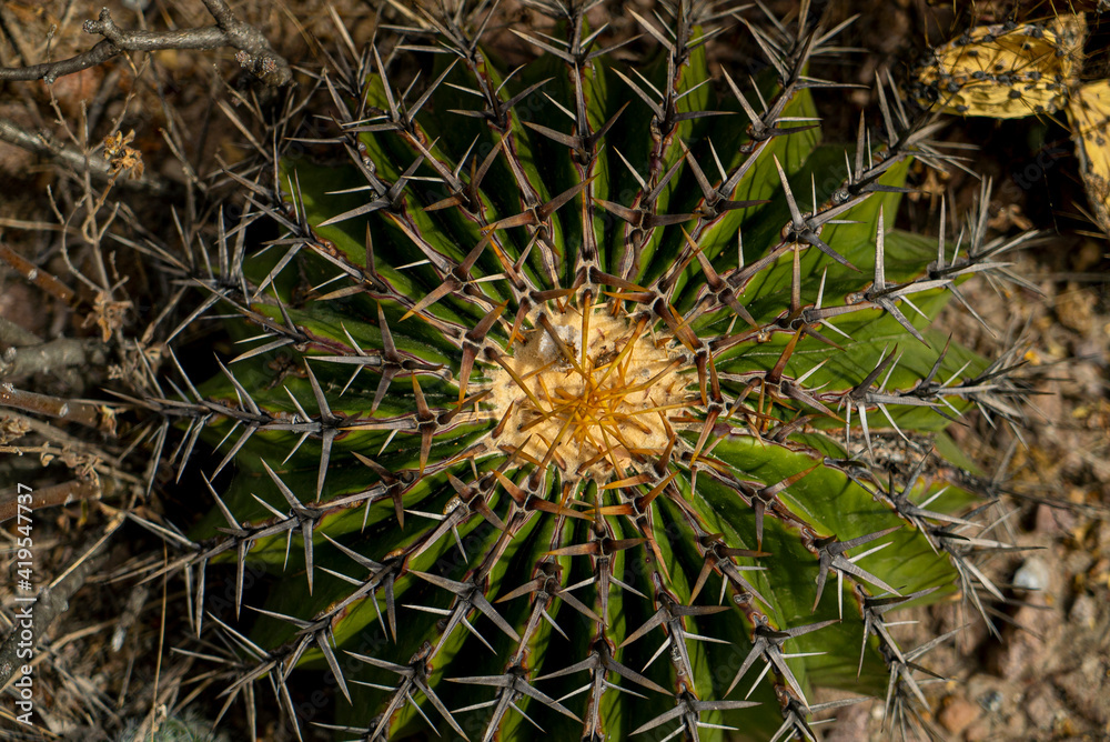 Zenith angle of a Cactaceae biznaga in the desert Zenith angle of a Cactaceae biznaga in the desert