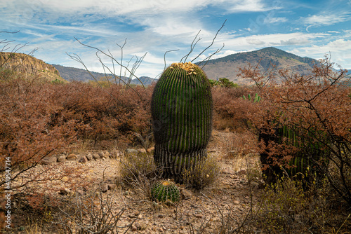 200 years old Cactaceae in the middle of desert in Mexico. photo