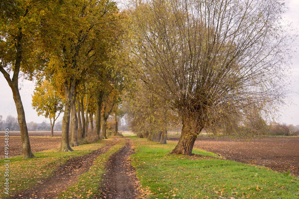 A number of different trees are the typical landscape in the region Altmark, Germany.