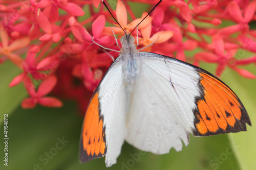 ツマベニチョウ Images – Browse 62 Stock Photos, Vectors, and Video