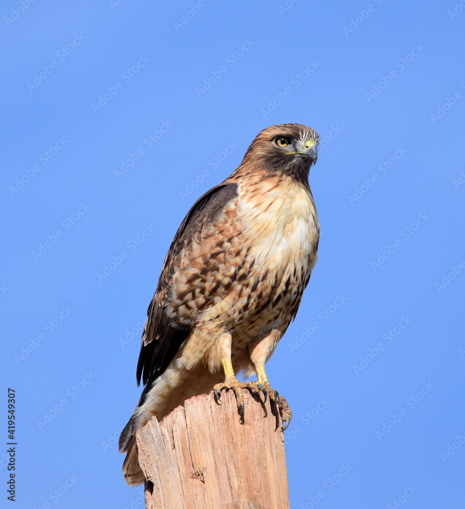 striking red-tailed hawk perched on a pole, looking for prey, on a sunny day near alamogordo, new mexico striking red-tailed hawk perched on a pole, looking for prey, on a sunny day near alamogordo, new mexico