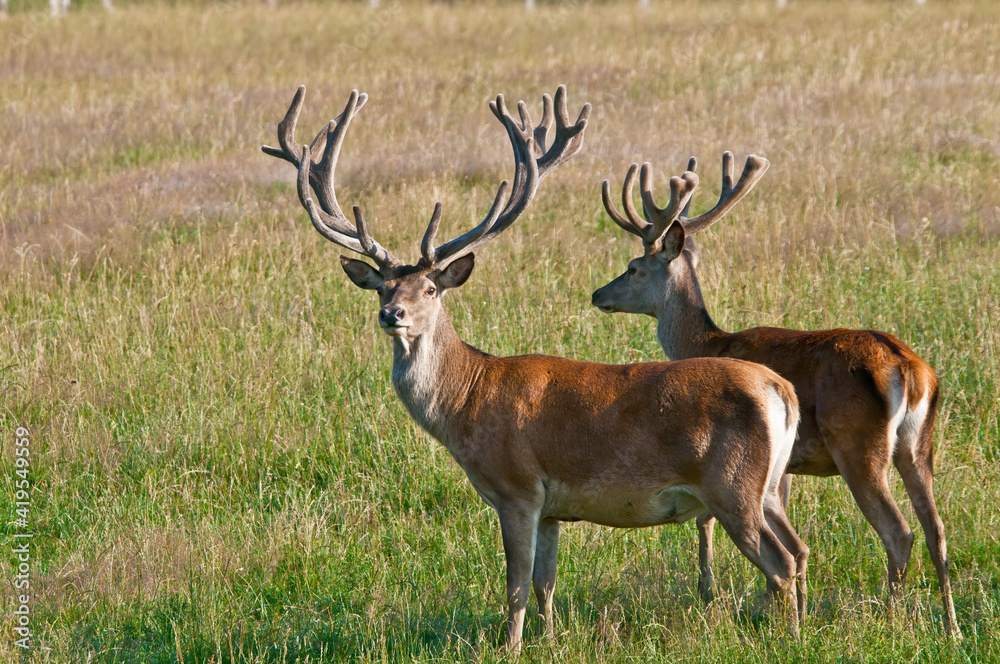 The Red Deer (Cervus elaphus)  in Poland