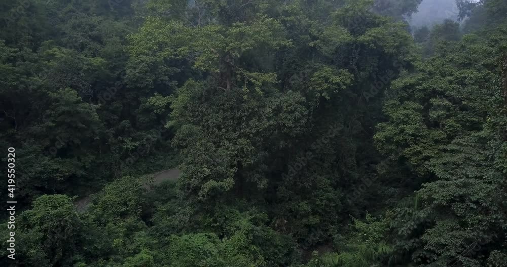 Dense Vegetation Inside Gloomy Jungle At Cotigao Wildlife Sanctuary In South Goa, India. - Zoom In Dense Vegetation Inside Gloomy Jungle At Cotigao Wildlife Sanctuary In South Goa, India. - Zoom In