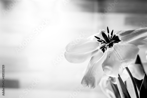 Fototapeta Naklejka Na Ścianę i Meble -  Macro close up view tulip with opened petals. Left side blank copypaste black flower background