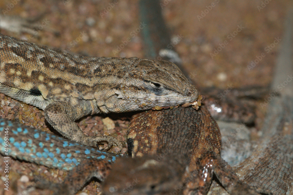 Closeup on some Common side-blotched lizard , Uta stansburiana Closeup on some Common side-blotched lizard , Uta stansburiana