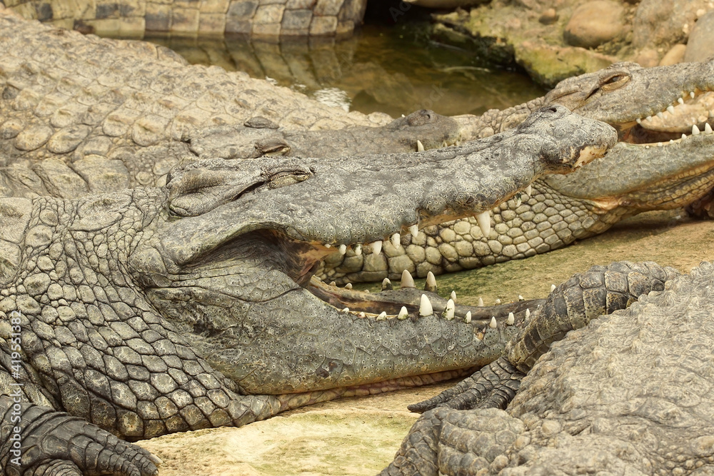 Fototapeta premium Closeup of the Nile crocodile, Crocodylus niloticus, a large crocodilian of freshwater habitats in Africa