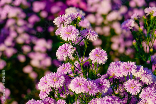 Colorful margaret flower garden in Chiangmai, Thailand.