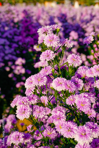 Colorful margaret flower garden in Chiangmai, Thailand.