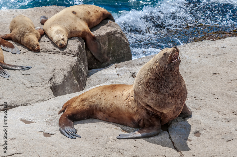 Fototapeta premium Steller's Sea Lions (Eumetopias jubatus) at colony, Chowiet Island, Semidi Islands, Alaska, USA