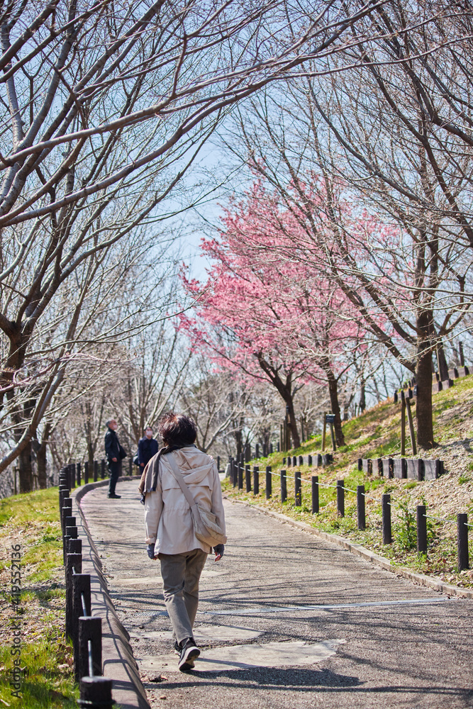 春の公園で満開の桜の道で散策している人々