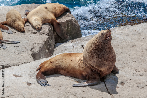 Steller's Sea Lions (Eumetopias jubatus) at colony, Chowiet Island, Semidi Islands, Alaska, USA