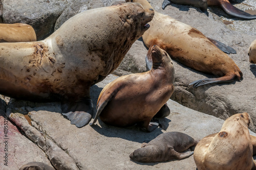 Steller s Sea Lions  Eumetopias jubatus  at colony  Chowiet Island  Semidi Islands  Alaska  USA